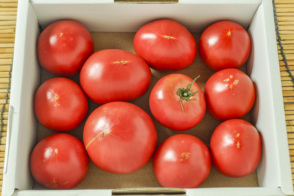荏原　中玉トマト（シュクレトマト）（L）1kg