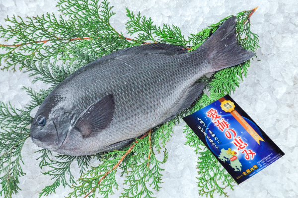 愛海の恵み（丸昌水産）メジナ（大分県佐伯産）