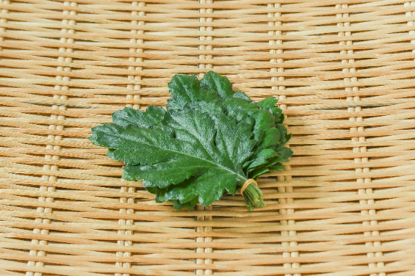 菊の葉　バラ10枚