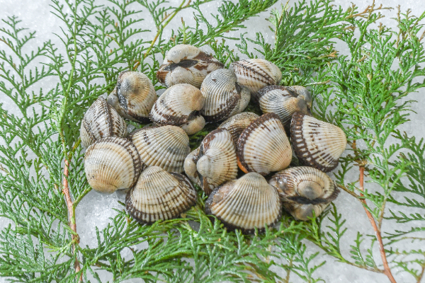 サルボウ貝（20‐60g）500gr