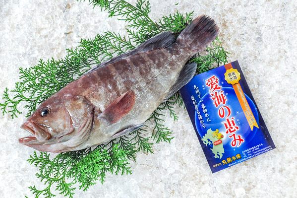 愛海の恵み（丸昌水産）　マハタ（定置網）700gr（大分県佐伯産）