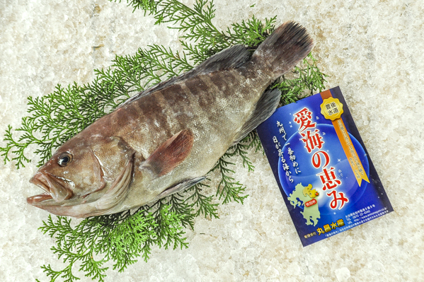 マハタ 釣物 八面六臂