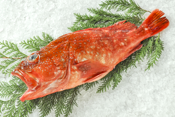 ウッカリカサゴ 刺網 八面六臂