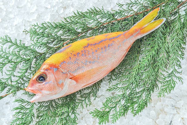 金魚 お椀 壺 （ハナフエダイ（網物） 【業務用食材の仕入れなら