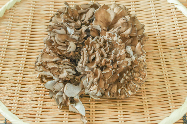 舞茸