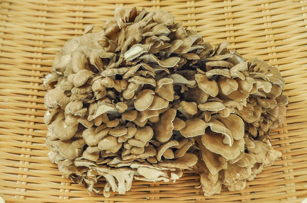 舞茸子様専用