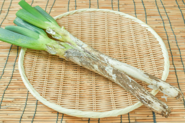 上州ねぎ