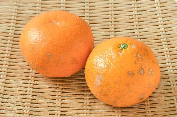 ネーブルオレンジ（L） 【業務用食材の仕入れなら八面六臂】