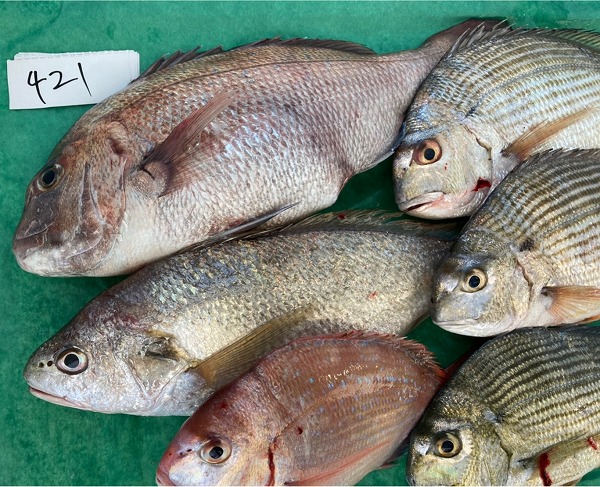 1029TORAYA　421鮮魚