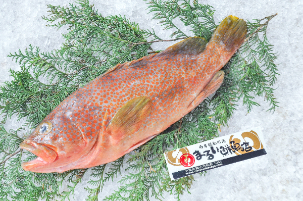 キジハタ（定置網）