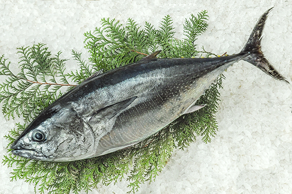 メジマグロ 釣物 八面六臂