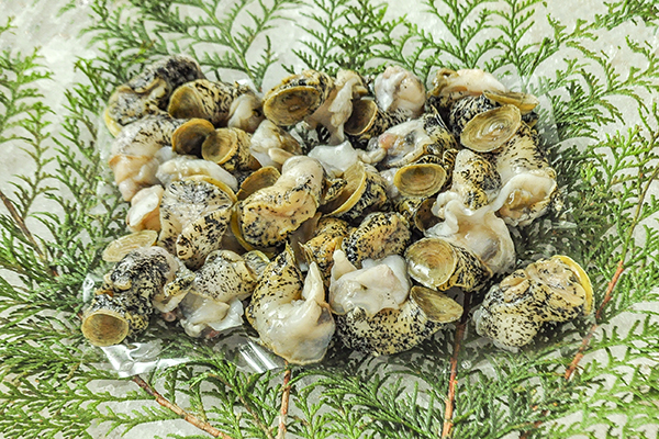 青つぶ貝 八面六臂