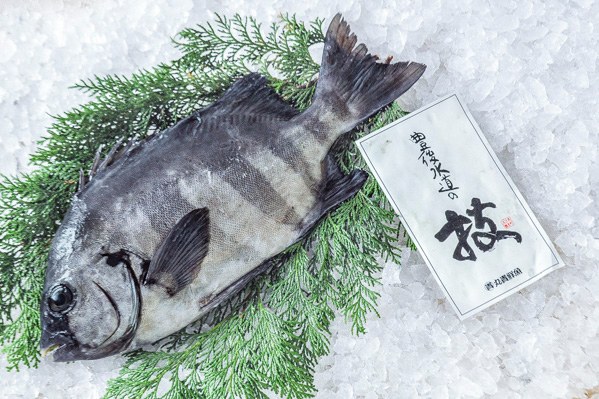 活〆イシダイ（釣物） 【業務用食材の仕入れなら八面六臂】