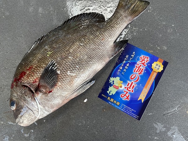 愛海の恵み（丸昌水産）　テンジクイサキ（大分県佐伯産）（次回入荷時に撮影してください）