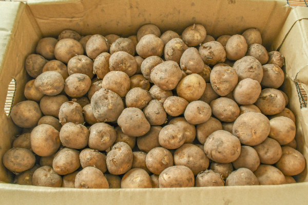 男爵薯（2S）箱10kg