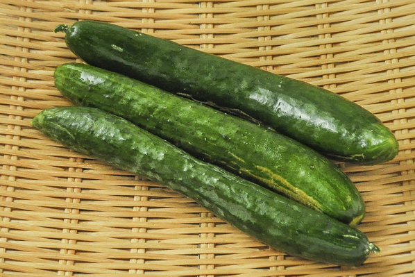 やぎ農園のきゅうり 農薬不使用 八面六臂