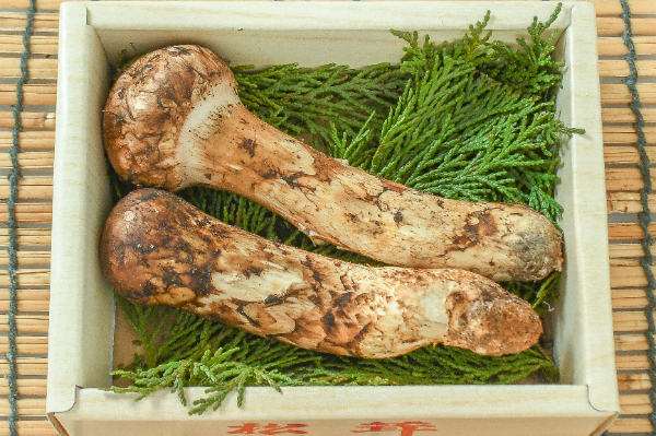 松茸（中蕾）箱2-3入
