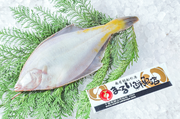 マガレイ（定置網）