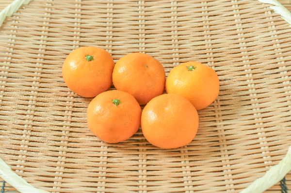 蔵出しみかん（2S）（特秀）500gr