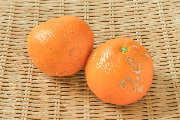 伊予柑（2L）（無）