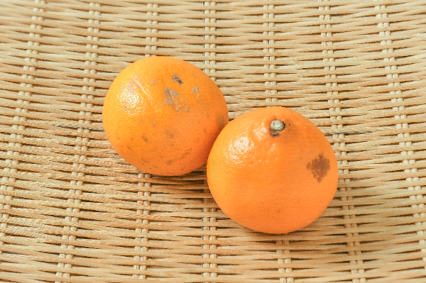 53⭐︎せとか S玉12キロ　九州〜中部 せとか（12玉サイズ） 【業務用食材の仕入れなら八面六臂】
