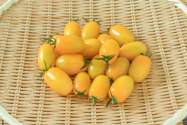 アイコトマト（黄）（L）500gr