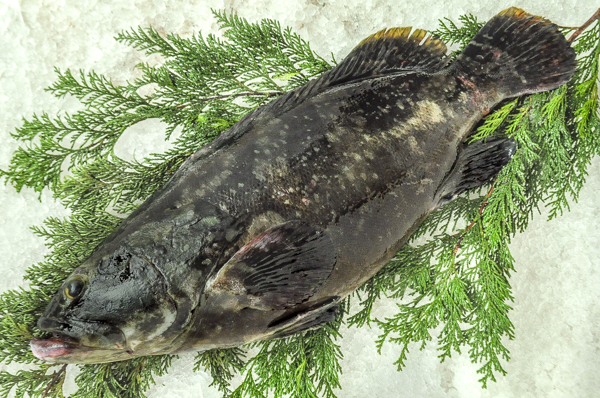 クエタマ 釣物 八面六臂