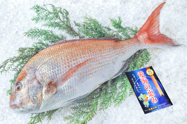 明石浦〆明石鯛【業務用食材の仕入れなら八面六臂】