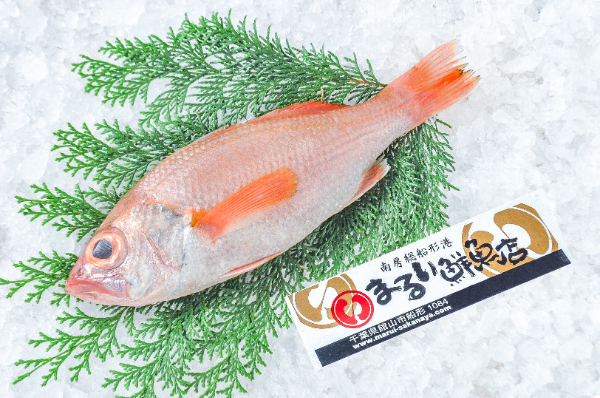まるい鮮魚店　アカムツ（千葉県館山市船形産）