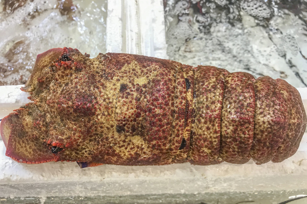 セミエビ 八面六臂