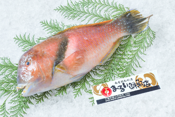 テンス（刺網）