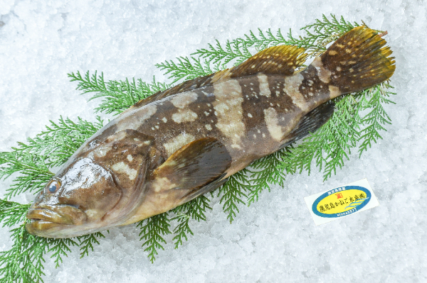 シマハタ（釣物） 【業務用食材の仕入れなら八面六臂】