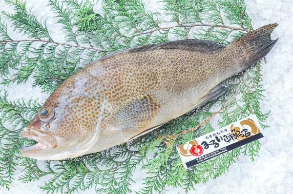 まるい鮮魚店　オオモンハタ（千葉県館山市船形産）