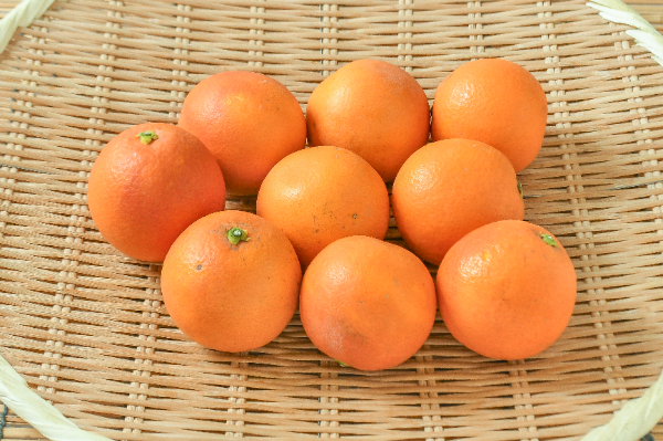 家庭用Ｂ品オレンジ72玉入り ネーブルオレンジ（72玉サイズ）（B品） 【業務用食材の仕入れなら