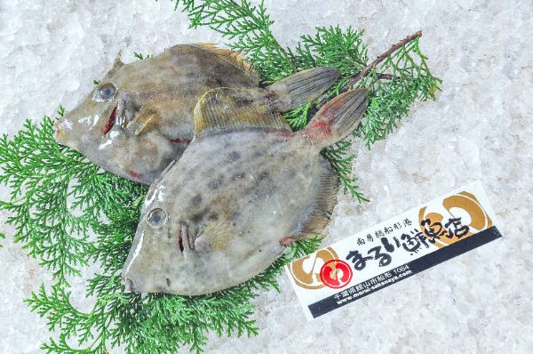 まるい鮮魚店　活〆カワハギ（千葉県館山市船形産）