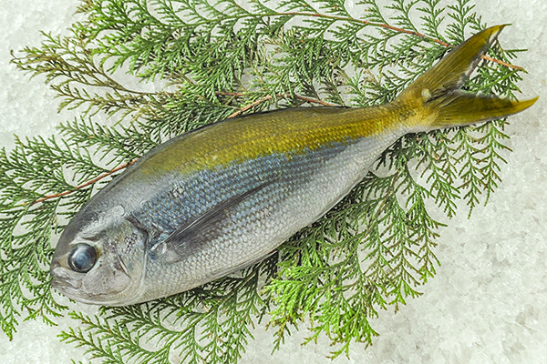 ウメイロ オキタカベ 釣物 八面六臂