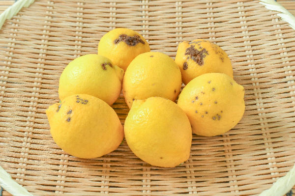 レモン（リスボン）（無）8入