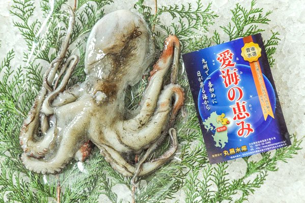 愛海の恵み（丸昌水産）　真ダコ　210-370gr（大分県佐伯産）