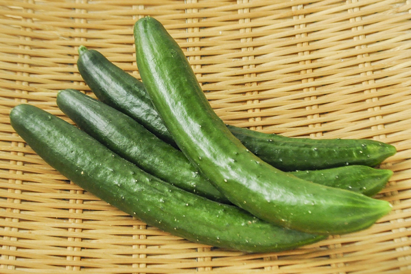 きゅうり C 曲がり 八面六臂