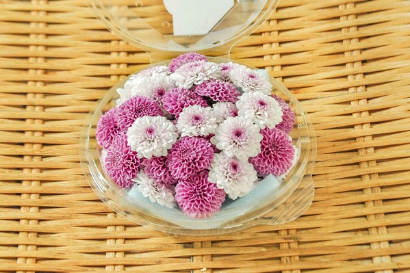 紫小菊ミックス（菊の花）（ドリームポンポン）