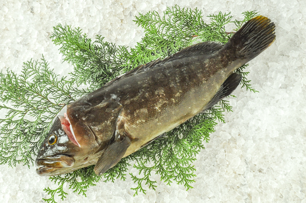 クエ 釣物 八面六臂