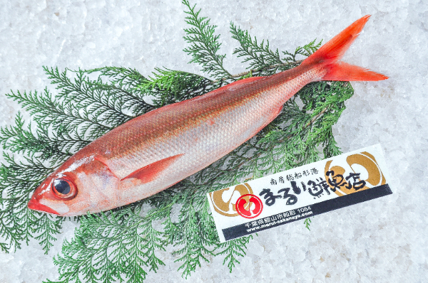 まるい鮮魚店　アカサバ（ハチビキ）（千葉県館山市船形産）