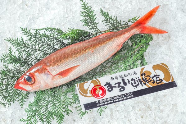 まるい鮮魚店　アカサバ（ハチビキ）（千葉県館山市船形産）