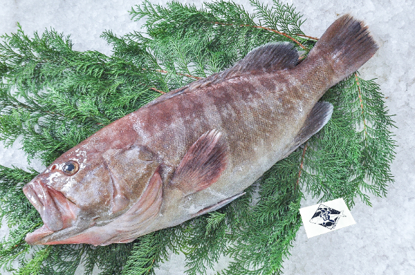 TORAYA　マハタ（愛媛県宇和島産）