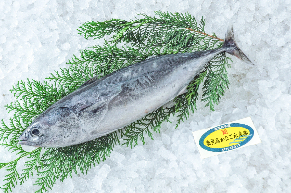 鹿児島かねご水産　ソウダガツオ（鹿児島県産）