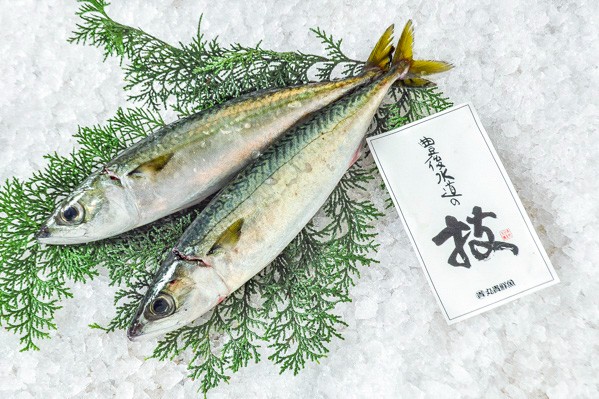 活〆マサバ（釣物）