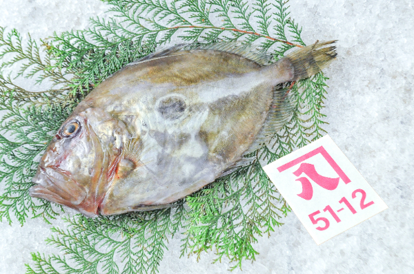 かねはち　マトウダイ（静岡県沼津産）