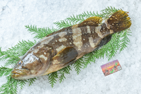 シマハタ（釣物） 【業務用食材の仕入れなら八面六臂】