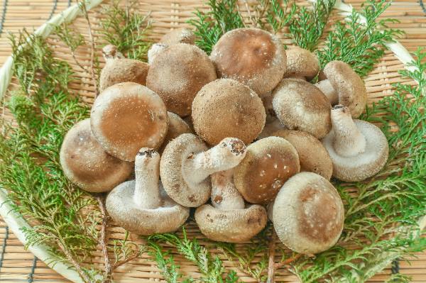 生しいたけ（AA）450gr