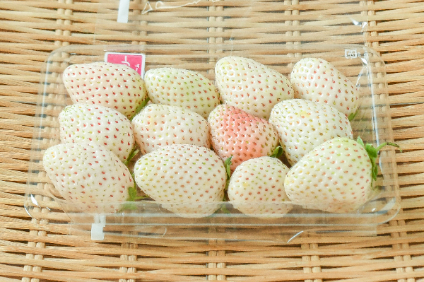 ミルキーベリー　12入